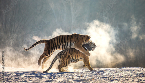 Siberian  Amur  tigers in a snowy glade catch their prey. Very dynamic shot. China. Harbin. Mudanjiang province. Hengdaohezi park. Siberian Tiger Park.