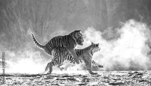 Fototapeta Naklejka Na Ścianę i Meble -  Siberian (Amur) tigers in a snowy glade catch their prey. Very dynamic shot. Black and white. China. Harbin. Mudanjiang province. Hengdaohezi park. Siberian Tiger Park.