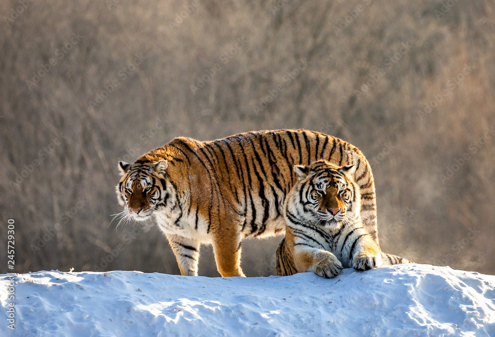 Obraz premium Dwa tygrysy syberyjskie (Amur) na zaśnieżonym wzgórzu. Chiny. Harbin. Prowincja Mudanjiang. Park Hengdaohezi. Park Tygrysów Syberyjskich. (Panthera tgris altaica)