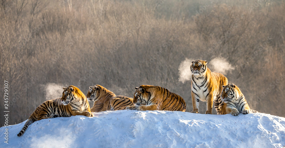 Obraz premium Kilka tygrysów syberyjskich (Amur) na śnieżnym wzgórzu na tle drzew zimowych. Chiny. Harbin. Prowincja Mudanjiang. Park Hengdaohezi. Park Tygrysów Syberyjskich.