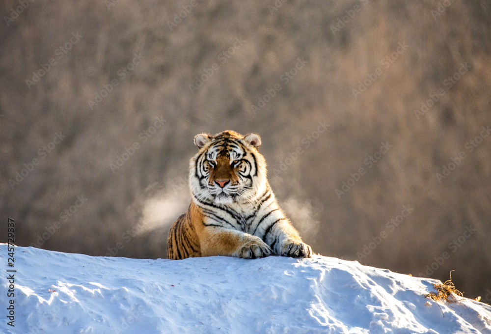 Naklejka premium Tygrys syberyjski (Amur) leżący na zaśnieżonym wzgórzu. Portret przeciw lasowi zima. Chiny. Harbin. Prowincja Mudanjiang. Park Hengdaohezi. Park Tygrysów Syberyjskich. (Panthera tgris altaica)