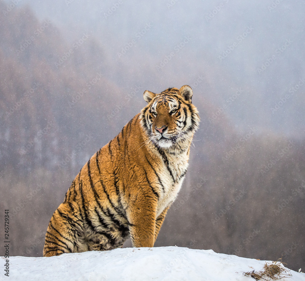 Obraz premium Syberyjski (Amur) tygrys siedzi na śnieżnym wzgórzu na tle zimowego lasu. Chiny. Harbin. Prowincja Mudanjiang. Park Hengdaohezi. Park Tygrysów Syberyjskich.
