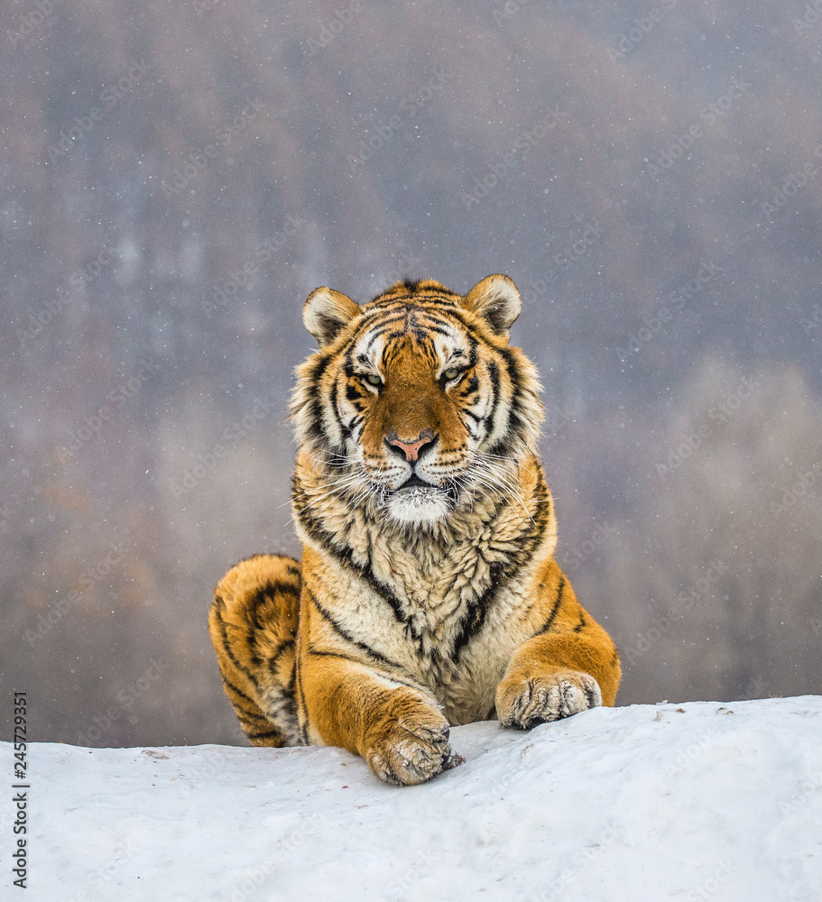 Naklejka premium Tygrys syberyjski (Amur) leżący na zaśnieżonym wzgórzu. Portret przeciw lasowi zima. Chiny. Harbin. Prowincja Mudanjiang. Park Hengdaohezi. Park Tygrysów Syberyjskich. (Panthera tgris altaica)
