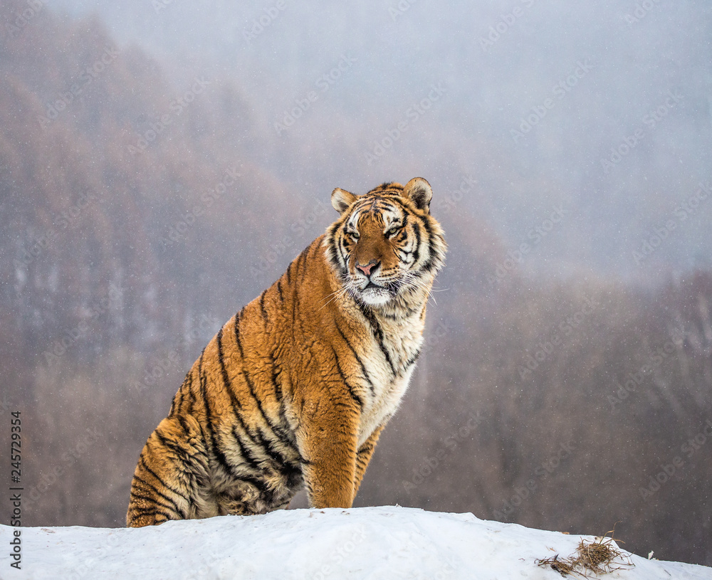 Obraz premium Syberyjski (Amur) tygrys siedzi na śnieżnym wzgórzu na tle zimowego lasu. Chiny. Harbin. Prowincja Mudanjiang. Park Hengdaohezi. Park Tygrysów Syberyjskich.