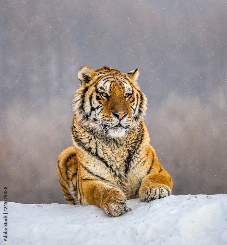 Fototapeta premium Tygrys syberyjski (Amur) leżący na zaśnieżonym wzgórzu. Portret przeciw lasowi zima. Chiny. Harbin. Prowincja Mudanjiang. Park Hengdaohezi. Park Tygrysów Syberyjskich. (Panthera tgris altaica)