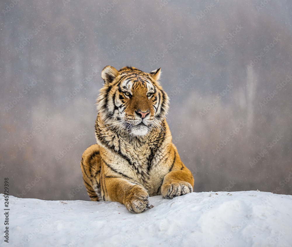 Obraz premium Tygrys syberyjski (Amur) leżący na zaśnieżonym wzgórzu. Portret przeciw lasowi zima. Chiny. Harbin. Prowincja Mudanjiang. Park Hengdaohezi. Park Tygrysów Syberyjskich. (Panthera tgris altaica)