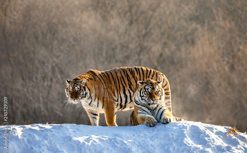 Two Siberian(Amur) tigers on a snow-covered hill. China. Harbin. Mudanjiang province. Hengdaohezi park. Siberian Tiger Park. (Panthera tgris altaica)