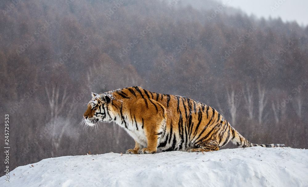 Obraz premium Syberyjski (Amur) tygrys siedzi na śnieżnym wzgórzu na tle zimowego lasu. Chiny. Harbin. Prowincja Mudanjiang. Park Hengdaohezi. Park Tygrysów Syberyjskich. (Panthera tgris altaica)