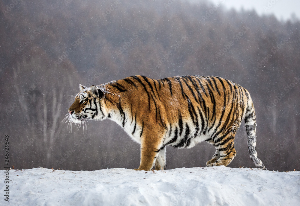 Obraz premium Syberyjski (Amur) tygrys stoi na śnieżnym wzgórzu na tle zimowych drzew. Chiny. Harbin. Prowincja Mudanjiang. Park Hengdaohezi. Park Tygrysów Syberyjskich. (Panthera tgris altaica)