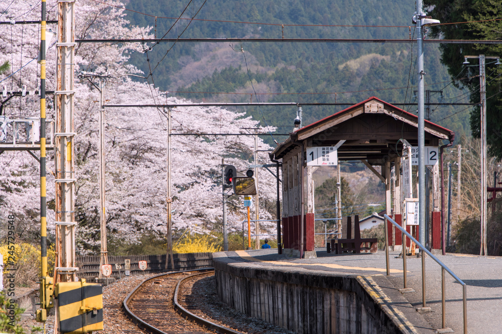 田舎の駅と満開の桜