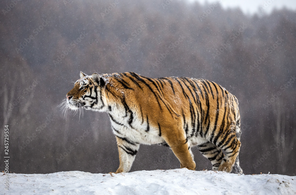Obraz premium Syberyjski (Amur) tygrys stoi na śnieżnym wzgórzu na tle zimowych drzew. Chiny. Harbin. Prowincja Mudanjiang. Park Hengdaohezi. Park Tygrysów Syberyjskich. (Panthera tgris altaica)