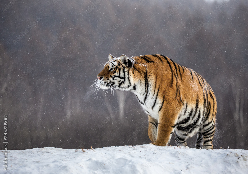 Obraz premium Syberyjski (Amur) tygrys stoi na śnieżnym wzgórzu na tle zimowych drzew. Chiny. Harbin. Prowincja Mudanjiang. Park Hengdaohezi. Park Tygrysów Syberyjskich. (Panthera tgris altaica)