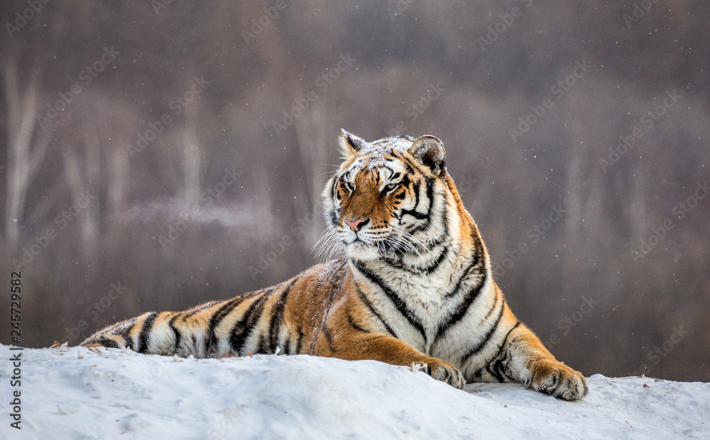 Fototapeta premium Tygrys syberyjski (Amur) leżący na zaśnieżonym wzgórzu. Chiny. Harbin. Prowincja Mudanjiang. Park Hengdaohezi. Park Tygrysów Syberyjskich. Zimowy. Twardy mróz. (Panthera tgris altaica)