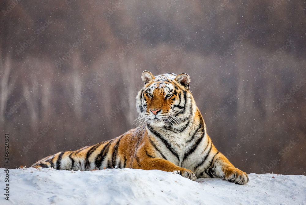 Fototapeta premium Tygrys syberyjski (Amur) leżący na zaśnieżonym wzgórzu. Chiny. Harbin. Prowincja Mudanjiang. Park Hengdaohezi. Park Tygrysów Syberyjskich. Zimowy. Twardy mróz. (Panthera tgris altaica)