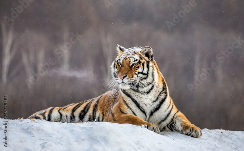 Siberian (Amur) tiger lying on a snow-covered hill. China. Harbin. Mudanjiang province. Hengdaohezi park. Siberian Tiger Park. Winter. Hard frost. (Panthera tgris altaica)