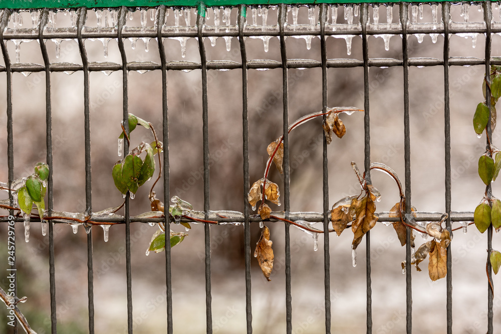 Metal fence covered in a thick layer of ice after a freezing rain Metal fence covered in a thick layer of ice after a freezing rain