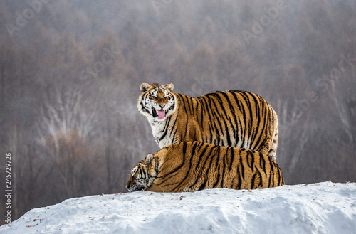 Two Siberian(Amur)  tigers on a snow-covered hill. China. Harbin. Mudanjiang province. Hengdaohezi park. Siberian Tiger Park. (Panthera tgris altaica)