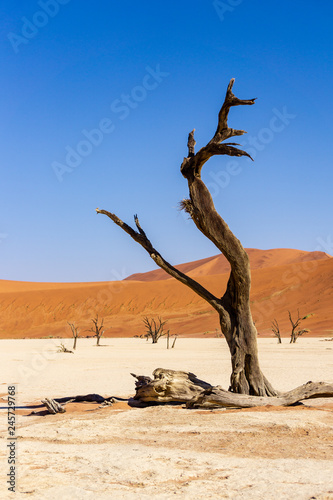 Trees and landscape of Dead Vlei desert  Namibia  South Africa