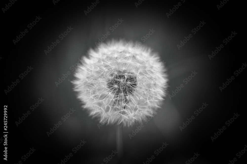 Fototapeta premium Dandelion portret czarny biały