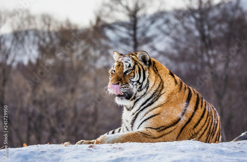 Siberian  Amur  tiger lying on a snow-covered hill. Portrait against the winter forest. China. Harbin. Mudanjiang province. Hengdaohezi park. Siberian Tiger Park.  Panthera tgris altaica 