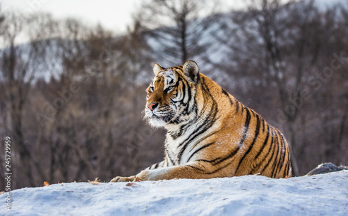 Siberian (Amur) tiger lying on a snow-covered hill. Portrait against the winter forest. China. Harbin. Mudanjiang province. Hengdaohezi park. Siberian Tiger Park. (Panthera tgris altaica)