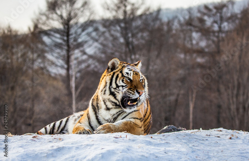 Siberian (Amur) tiger lying on a snow-covered hill. Portrait against the winter forest. China. Harbin. Mudanjiang province. Hengdaohezi park. Siberian Tiger Park. (Panthera tgris altaica) © gudkovandrey