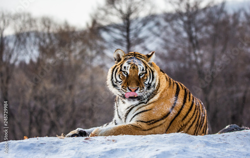 Siberian (Amur) tiger lying on a snow-covered hill. Portrait against the winter forest. China. Harbin. Mudanjiang province. Hengdaohezi park. Siberian Tiger Park. (Panthera tgris altaica)