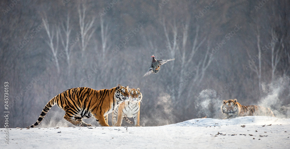 Obraz premium Syberyjskie (Amur) tygrysy na śnieżnej polanie łapią swoją zdobycz. Bardzo dynamiczny strzał. Chiny. Harbin. Prowincja Mudanjiang. Park Hengdaohezi. Park Tygrysów Syberyjskich. Zimowy. Twardy mróz. (Panthera tgris altaica)