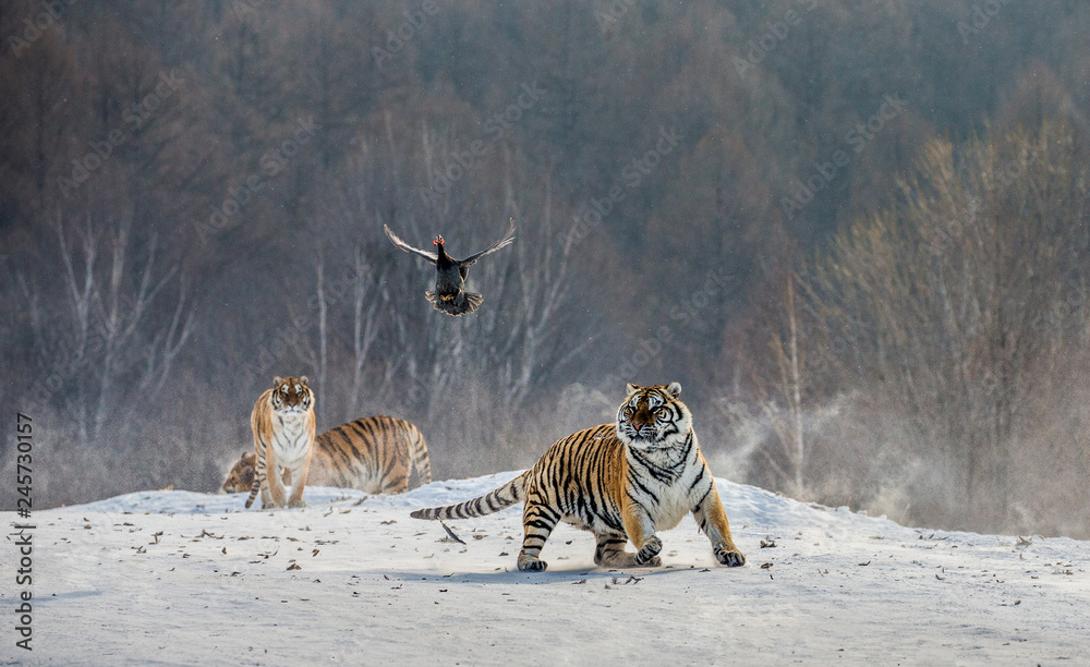 Obraz premium Syberyjskie (Amur) tygrysy na śnieżnej polanie łapią swoją zdobycz. Bardzo dynamiczny strzał. Chiny. Harbin. Prowincja Mudanjiang. Park Hengdaohezi. Park Tygrysów Syberyjskich. Zimowy. Twardy mróz. (Panthera tgris altaica)