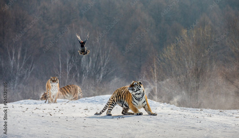 Fototapeta premium Syberyjskie (Amur) tygrysy na śnieżnej polanie łapią swoją zdobycz. Bardzo dynamiczny strzał. Chiny. Harbin. Prowincja Mudanjiang. Park Hengdaohezi. Park Tygrysów Syberyjskich. Zimowy. Twardy mróz. (Panthera tgris altaica)