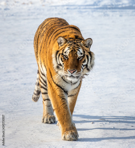 Siberian  Amur  tiger walks in a snowy glade. Very unusual image. China. Harbin. Mudanjiang province. Hengdaohezi park. Siberian Tiger Park. Winter.  Panthera tgris altaica 