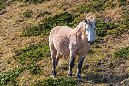 wild horse in the mountain © Petar