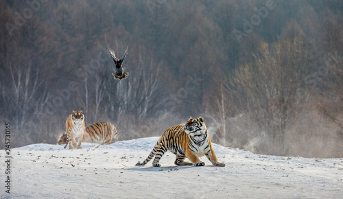 Siberian (Amur) tigers in a snowy glade catch their prey. Very dynamic shot. China. Harbin. Mudanjiang province. Hengdaohezi park. Siberian Tiger Park. Winter. Hard frost. (Panthera tgris altaica)