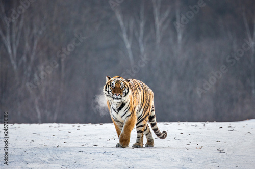 Siberian (Amur) tiger walks in a snowy glade in a cloud of steam in a hard frost. Very unusual image. China. Harbin. Mudanjiang province. Hengdaohezi park. Siberian Tiger Park.  © gudkovandrey