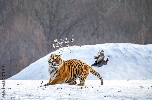 Siberian Tiger in a snowy glade catch their prey. Very dynamic photo. China. Harbin. Mudanjiang province. Hengdaohezi park. Siberian Tiger Park. Winter. Hard frost. (Panthera tgris altaica)