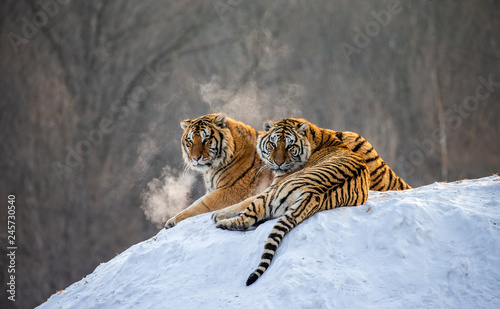 Pair of Siberian tigers on a snowy hill against the backdrop of a winter forest. China. Harbin. Mudanjiang province. Hengdaohezi park. Siberian Tiger Park. Winter. Hard frost.  Panthera tgris altaica 