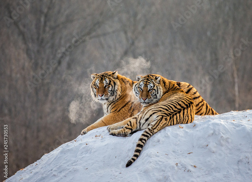 Pair of Siberian tigers on a snowy hill against the backdrop of a winter forest. China. Harbin. Mudanjiang province. Hengdaohezi park. Siberian Tiger Park. Winter. Hard frost. (Panthera tgris altaica)