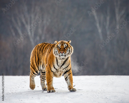 Siberian tiger walks in a snowy glade in a hard frost. Very unusual image. China. Harbin. Mudanjiang province. Hengdaohezi park. Siberian Tiger Park. Winter. (Panthera tgris altaica) © gudkovandrey