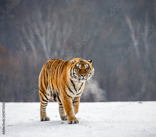 Siberian tiger walks in a snowy glade in a hard frost. Very unusual image. China. Harbin. Mudanjiang province. Hengdaohezi park. Siberian Tiger Park. Winter. (Panthera tgris altaica)