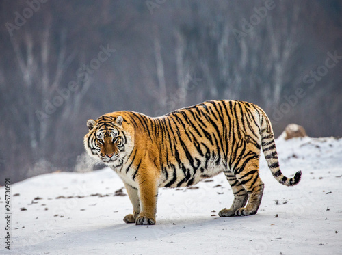 Siberian tiger is standing on a snowy glade in a hard frost. China. Harbin. Mudanjiang province. Hengdaohezi park. Siberian Tiger Park. Winter. Hard frost. (Panthera tgris altaica)
