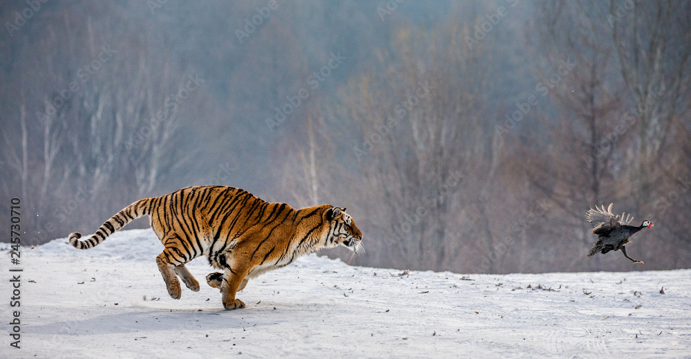 Fototapeta premium Syberyjskie tygrysy na śnieżnej polanie łapią swoją zdobycz. Bardzo dynamiczny strzał. Chiny. Harbin. Prowincja Mudanjiang. Park Hengdaohezi. Park Tygrysów Syberyjskich. Zimowy. Twardy mróz. (Panthera tgris altaica)