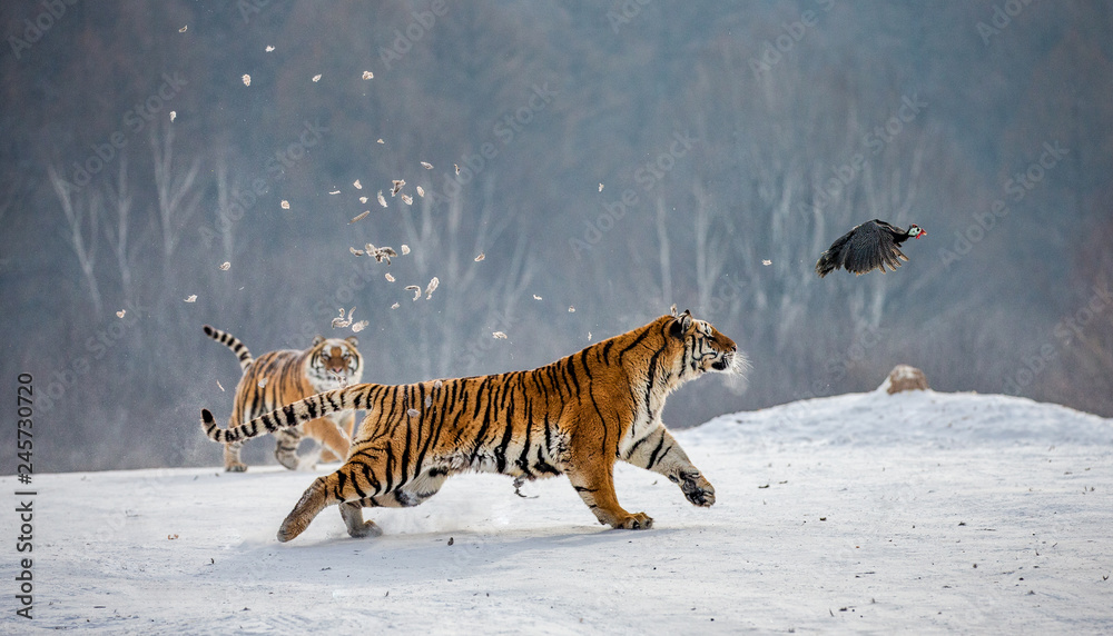 Fototapeta premium Syberyjskie tygrysy na śnieżnej polanie łapią swoją zdobycz. Bardzo dynamiczny strzał. Chiny. Harbin. Prowincja Mudanjiang. Park Hengdaohezi. Park Tygrysów Syberyjskich. Zimowy. Twardy mróz. (Panthera tgris altaica)