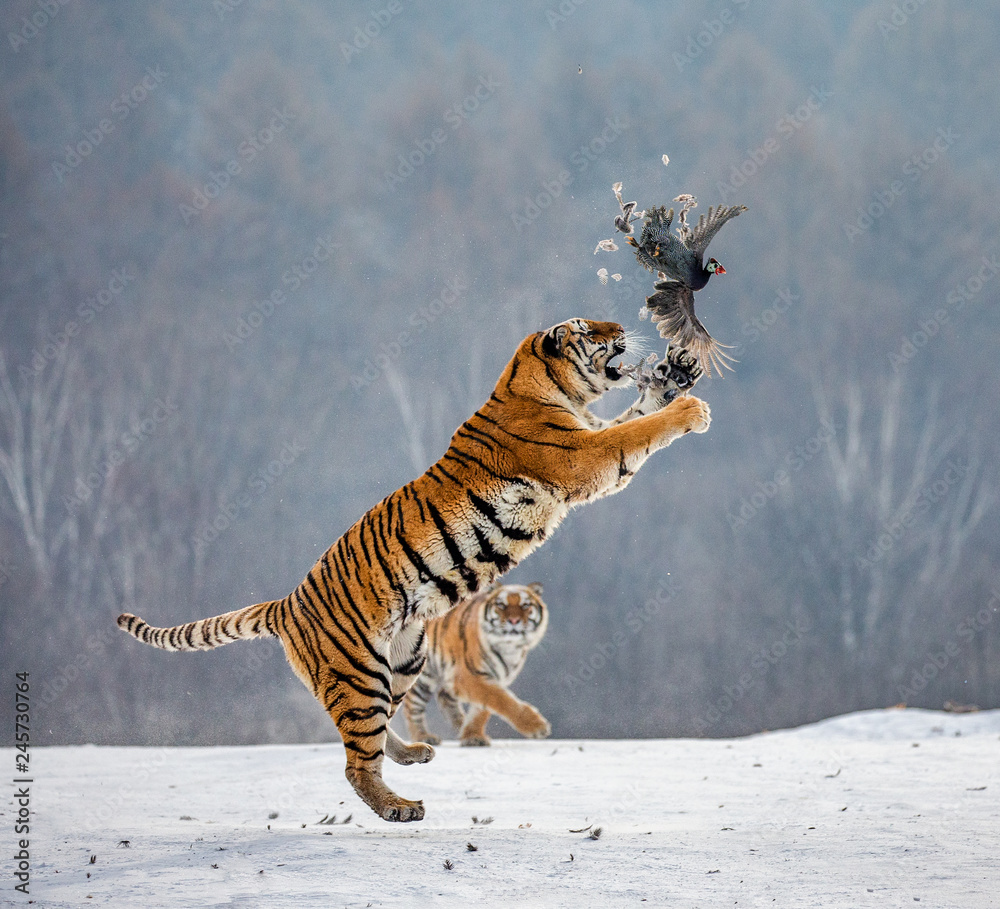Fototapeta premium Tygrys syberyjski w skoku łapie swoją zdobycz. Bardzo dynamiczny strzał. Chiny. Harbin. Prowincja Mudanjiang. Park Hengdaohezi. Park Tygrysów Syberyjskich. Zimowy. Twardy mróz. (Panthera tgris altaica)