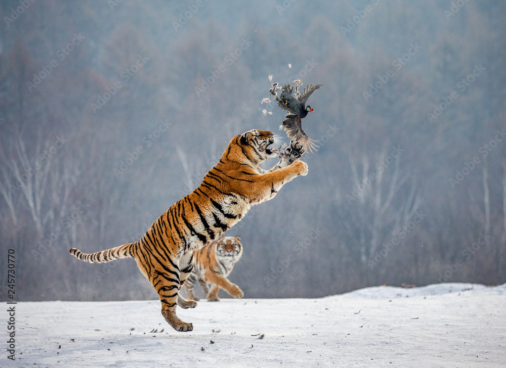 Fototapeta premium Tygrys syberyjski w skoku łapie swoją zdobycz. Bardzo dynamiczny strzał. Chiny. Harbin. Prowincja Mudanjiang. Park Hengdaohezi. Park Tygrysów Syberyjskich. Zimowy. Twardy mróz. (Panthera tgris altaica)
