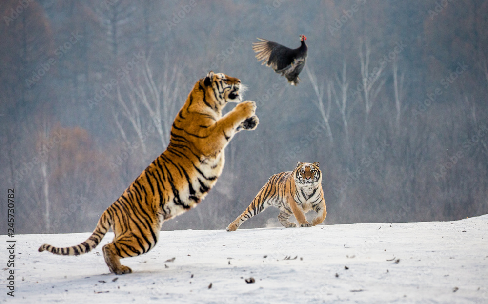 Obraz premium Tygrys syberyjski w skoku łapie swoją zdobycz. Bardzo dynamiczny strzał. Chiny. Harbin. Prowincja Mudanjiang. Park Hengdaohezi. Park Tygrysów Syberyjskich. Zimowy. Twardy mróz. (Panthera tgris altaica)
