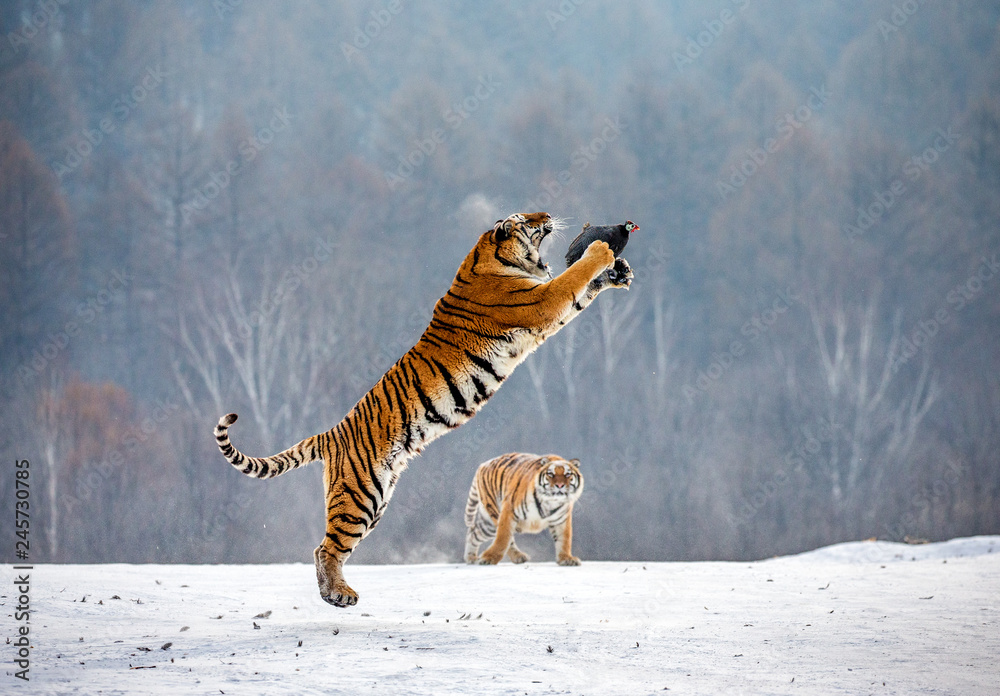 Fototapeta premium Tygrys syberyjski w skoku łapie swoją zdobycz. Bardzo dynamiczny strzał. Chiny. Harbin. Prowincja Mudanjiang. Park Hengdaohezi. Park Tygrysów Syberyjskich. Zimowy. Twardy mróz. (Panthera tgris altaica)