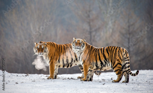 Pair of Siberian tigers in a snowy glade. China. Harbin. Mudanjiang province. Hengdaohezi park. Siberian Tiger Park. Winter. Hard frost.  Panthera tgris altaica 