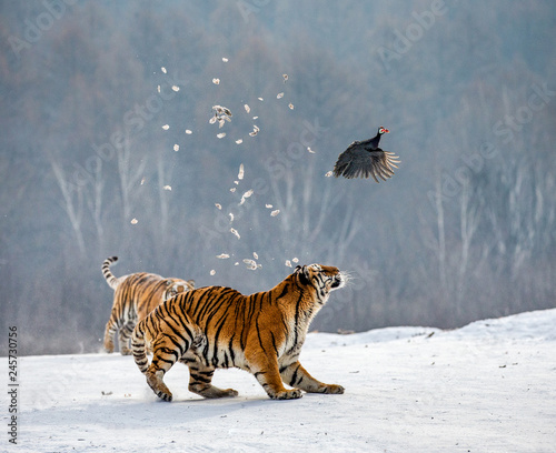 Siberian tigers in a snowy glade catch their prey. Very dynamic shot. China. Harbin. Mudanjiang province. Hengdaohezi park. Siberian Tiger Park. Winter. Hard frost.  Panthera tgris altaica 