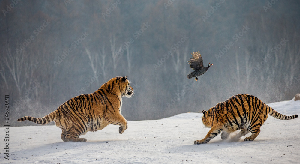 Fototapeta premium Syberyjskie tygrysy na śnieżnej polanie łapią swoją zdobycz. Bardzo dynamiczny strzał. Chiny. Harbin. Prowincja Mudanjiang. Park Hengdaohezi. Park Tygrysów Syberyjskich. Zimowy. Twardy mróz. (Panthera tgris altaica)