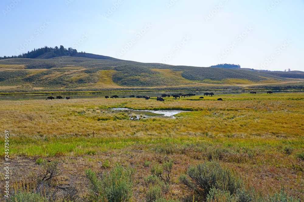 View of a herd of bison in the grass in the Hayden Valley in Yellowstone National Park, Wyoming
